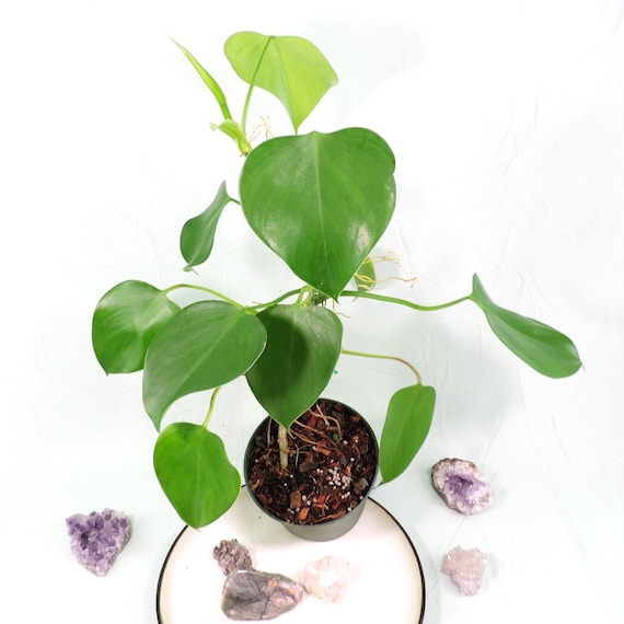 philodendron bipinnatifidum choco empress Philodendron 'Choco Empress' main image 0