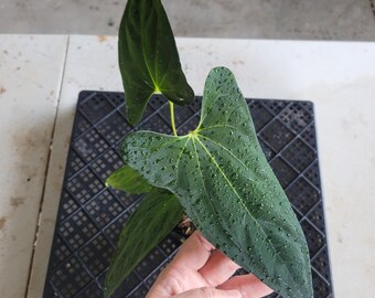 Anthurium Papillilaminum Fort Sherman X ( FS X Ralph Lynam), Ships