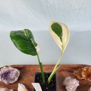 Monstera Lechleriana , Exact Plant Variegated