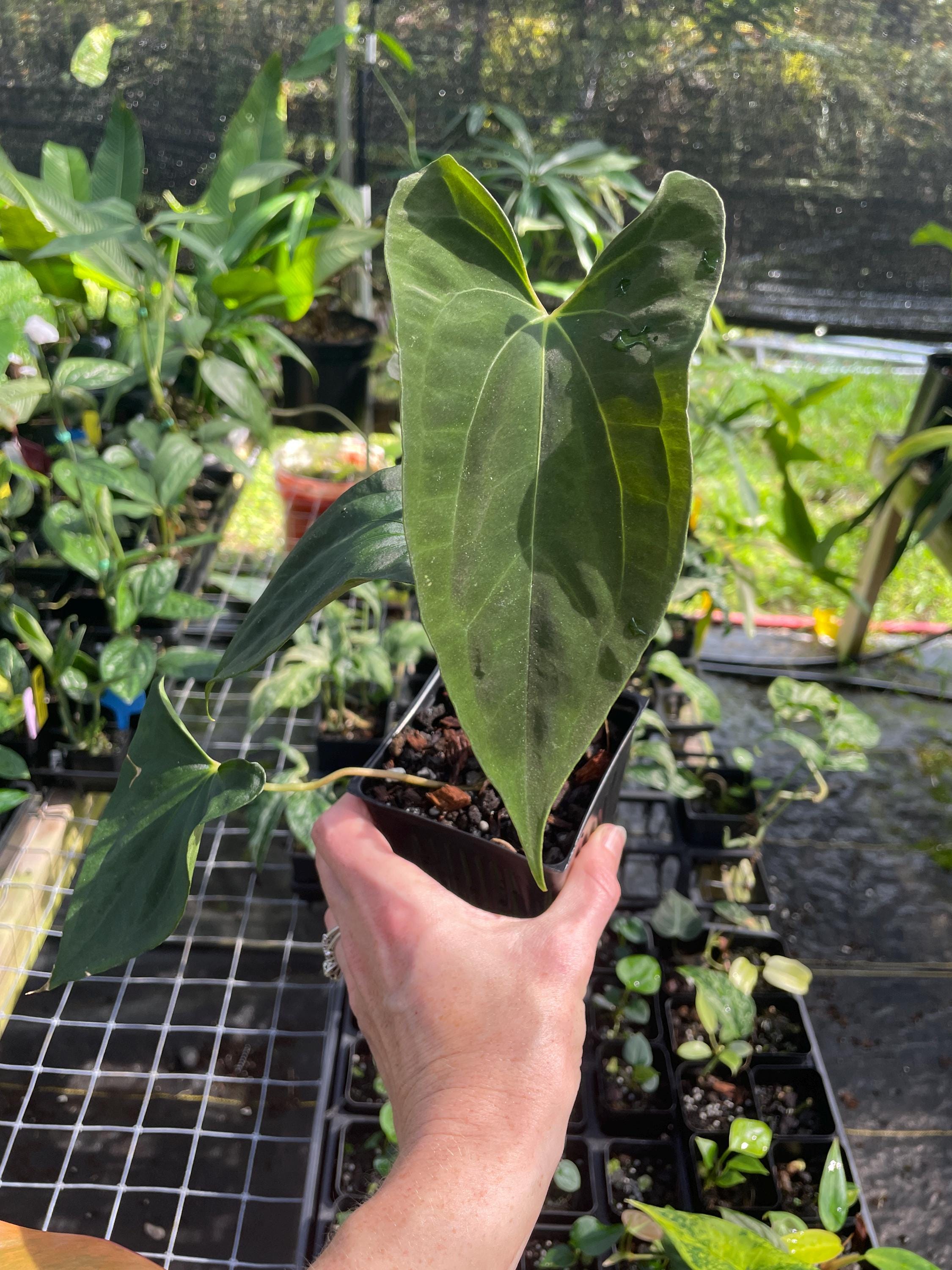 Anthurium Papillilaminum X Fort Sherman - Etsy