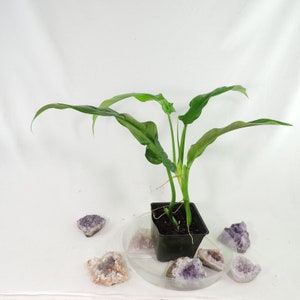 Philodendron Barrosoanum Long Narrow Form. Shipped Nationwide image 8