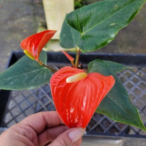 house plant bug repellent House Plant Bug Killer Spray