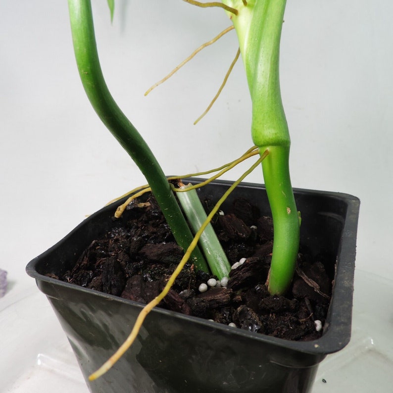 Philodendron Barrosoanum Long Narrow Form. Shipped Nationwide image 9