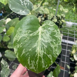 Monstera Bulbasaur variegated 2.5" pot, Fedex 2day
