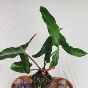 Philodendron Mexicanum, Exact Plant