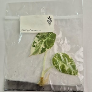 Alocasia Black Velvet Pink variegated tissue culture 2DayAir