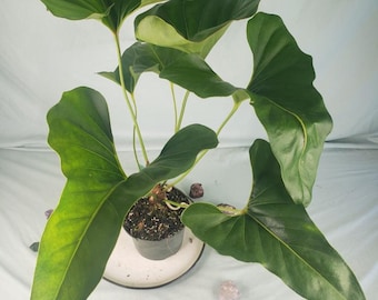 anthurium antolakii × self scott cohen Scott Cohen Anthurium Antolakii (known as BVEP) X NSE Anthurium