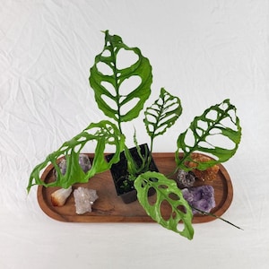 Monstera Obliqua Peru 4" pot, Fedex 2 day*