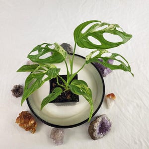 Monstera Adansonii Mint "Indonesia" Variegated 4" pot, Fedex 2day*