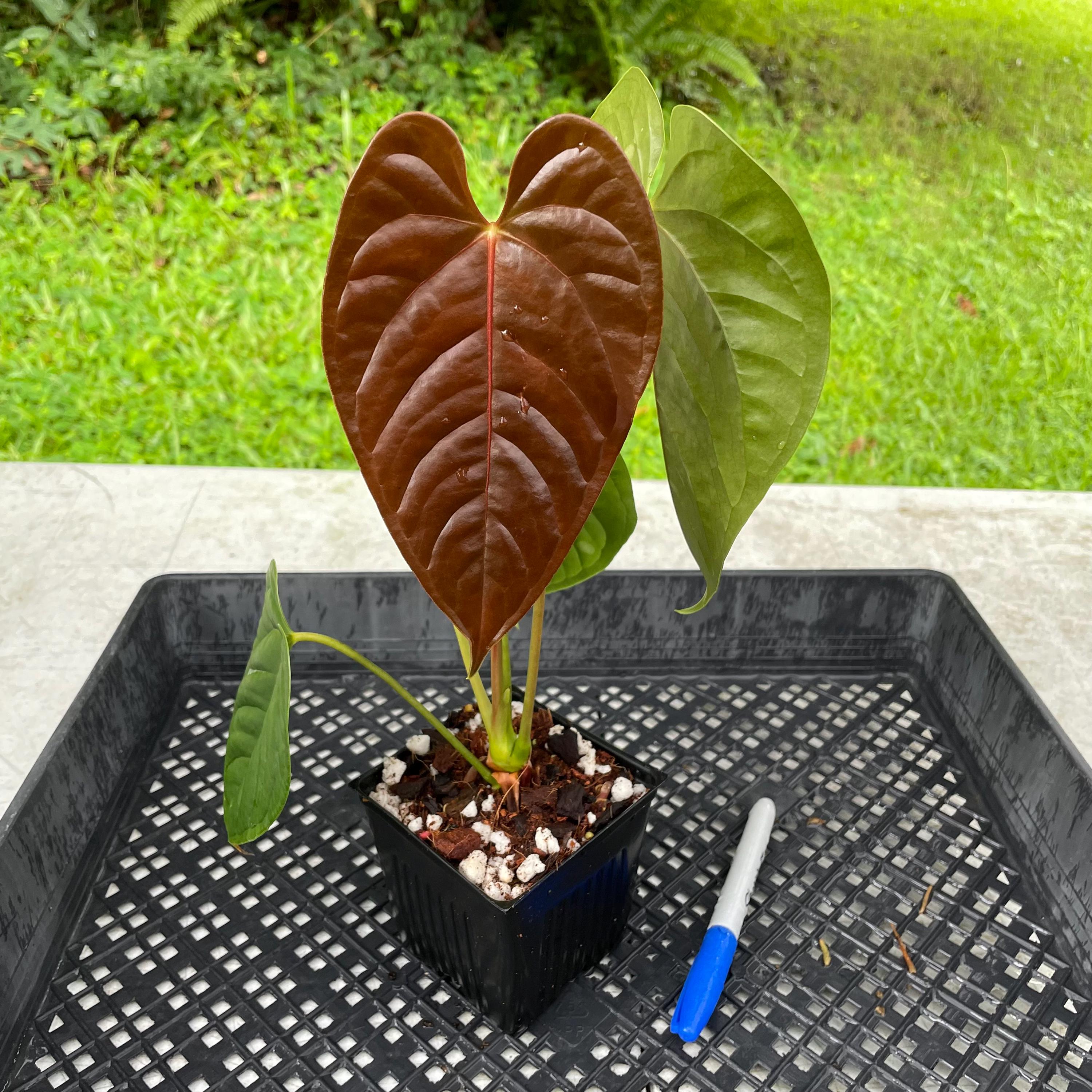 H*4様 MS052 10株セット Veitchii アンスリウム ヴェイチー Anthurium Veitchii X - Etsy