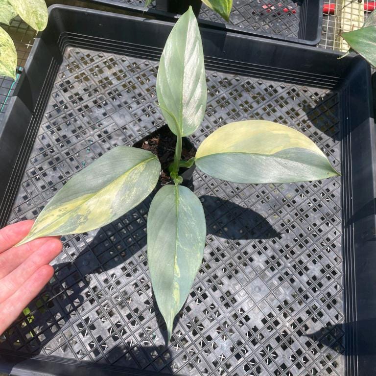 Philodendron Hastatum Silver Sword, Exact Plant Variegated Ships Nationwide