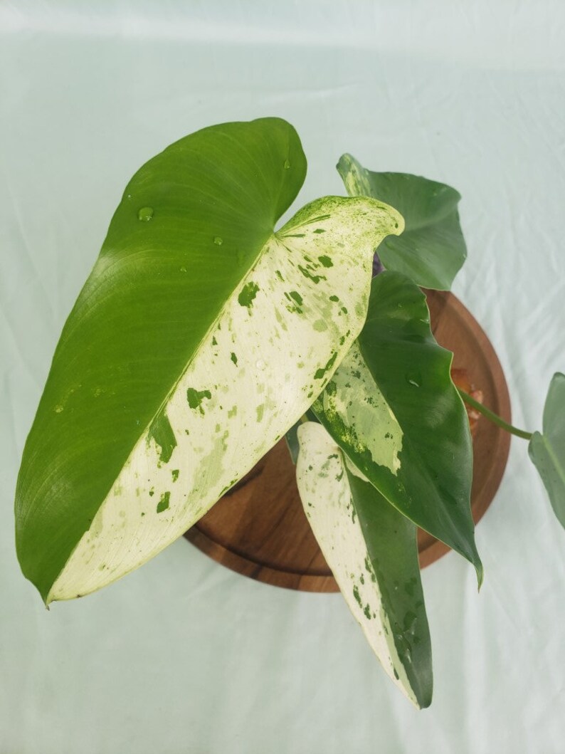 Philodendron Ilsemanii, Exact Plant Variegated image 1