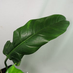 Philodendron Barrosoanum Long Narrow Form. Shipped Nationwide image 5