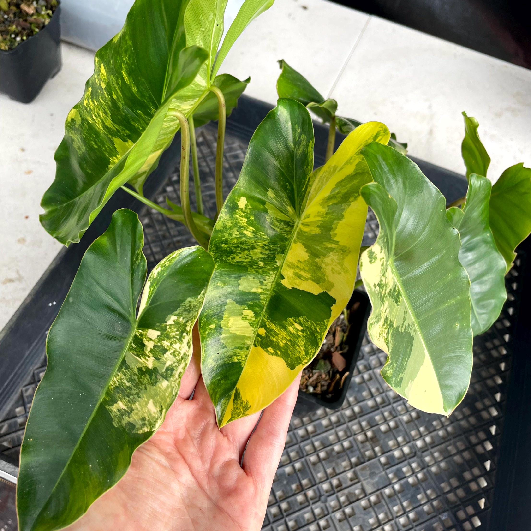 Philodendron Burle Marx, Exact Plant Variegated Ships Nationwide