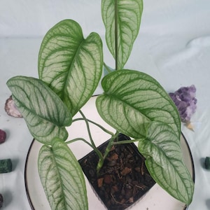 Monstera El Salvador Plant - Etsy