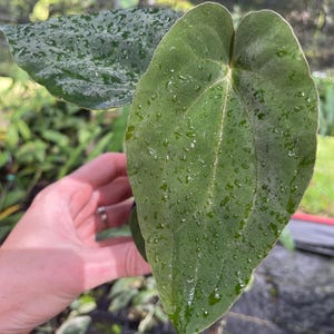 Anthurium (Ace of Spades Dark Form x Kunayalense) x Pap FS 2.5" pot, Fedex 2day*