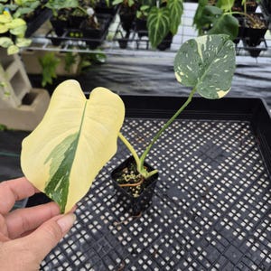 Monstera Deliciosa Creme Brulee variegated exact plant, Fedex 2day*