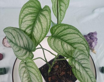 fertilizer for monstera plant Monstera Fertilizer main image 1