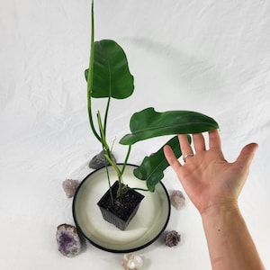 May include: A potted houseplant with large, green leaves. The plant sits in a black square pot, placed on a white plate with a black rim. Amethyst and quartz crystals surround the plate. The plant's leaves are being touched by a hand.