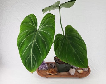 Philodendron Gloriosum, Dark Form, Exact Plant Ships Nationwide