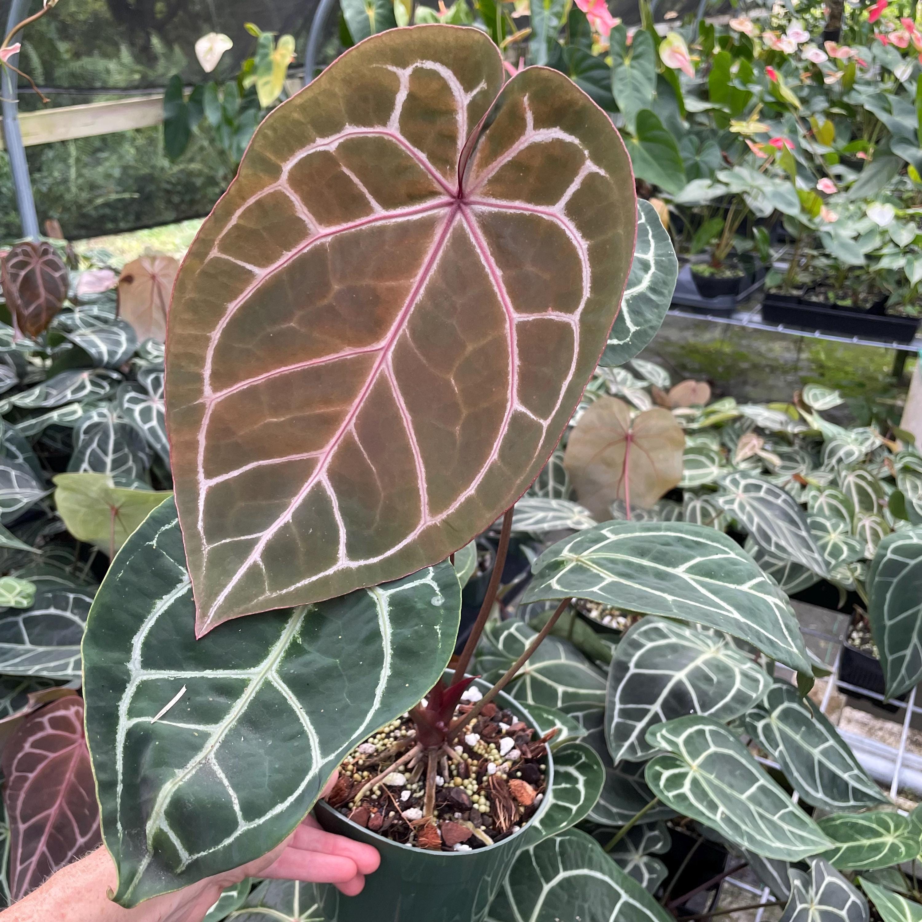 Red Crystallinum Anthurium Plant - Etsy