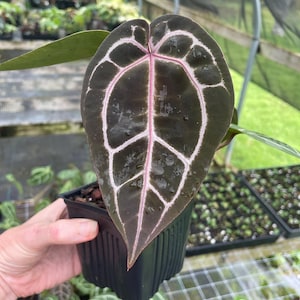 May include: A dark green Anthurium plant with prominent white and pink veining in a black square pot. The plant's large, heart-shaped leaf is the focal point, showcasing its unique pattern. The background includes other plants.