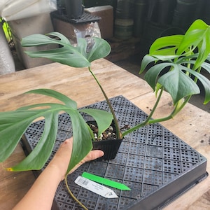 Monstera Sierrana Hawaii Clone, Exact Plant Ships Nationwide