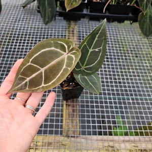 Anthurium Red Crystallinum Doc Block, maceta de 2.5", envío por Fedex en 2 días*. imagen 5