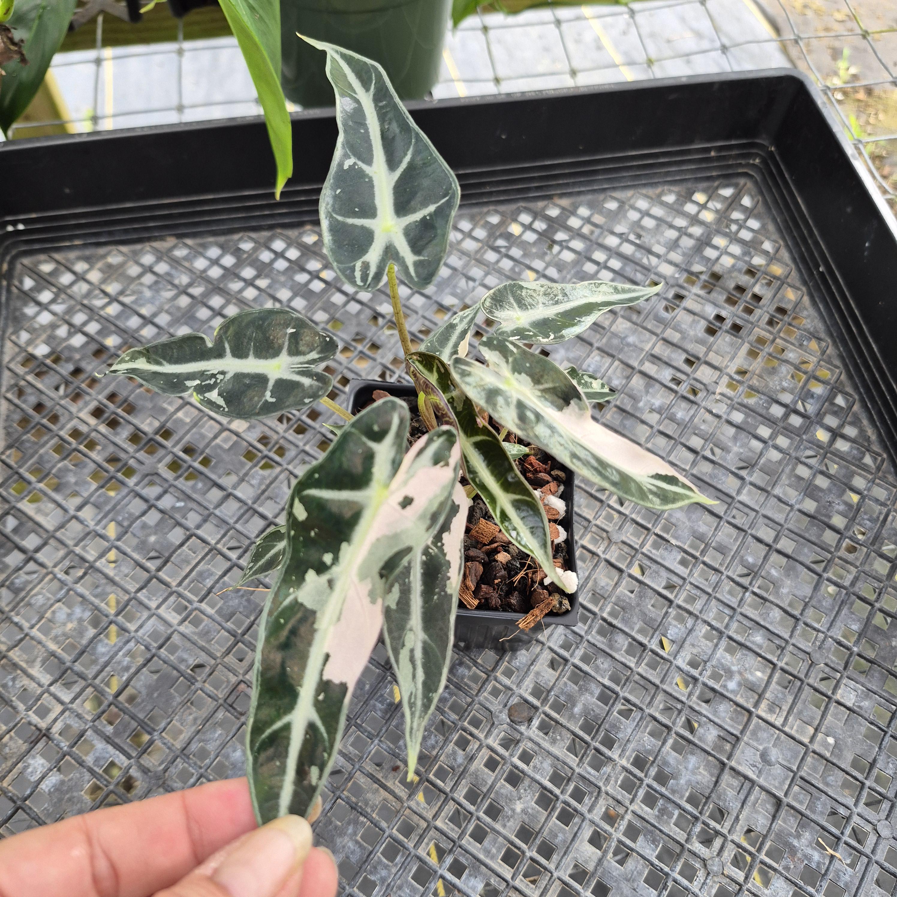 Alocasia 'Bambino Arrow' pink, Exact Plant Ships Nationwide