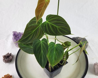 Philodendron Splendid 2.5" pot, Fedex 2day*