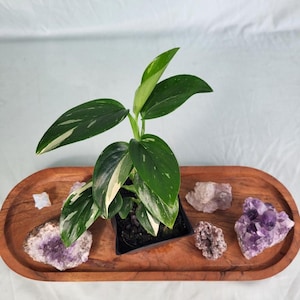 Monstera Standleyana Albo Variegated 4" pot, Fedex 2day*