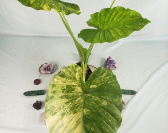 Alocasia Gageana Aurea, Exact Plant Variegated