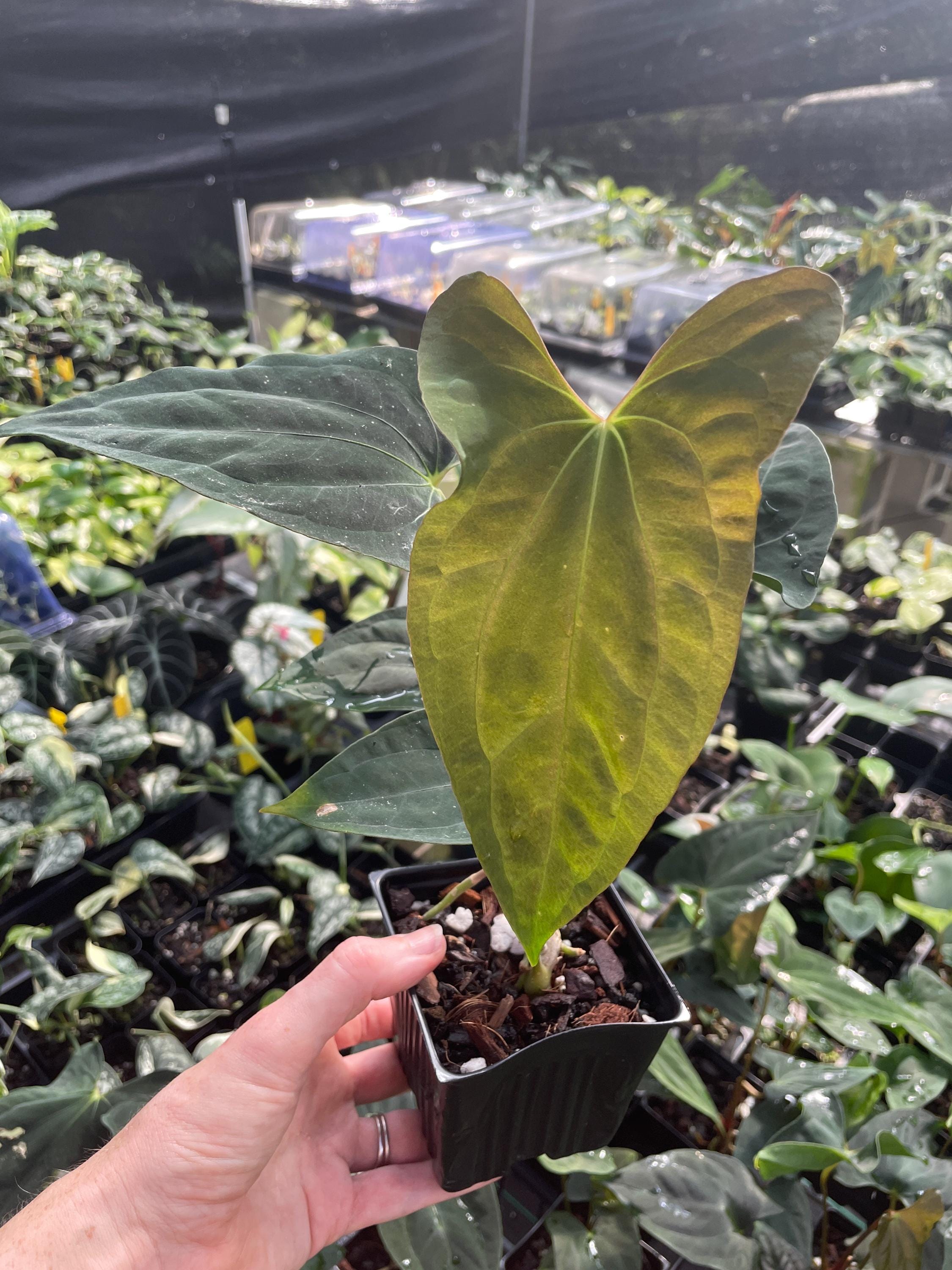 Anthurium Papillilaminum Fort Sherman X Ralph Lynam 4