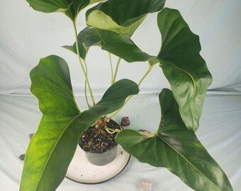 Scott Cohen Anthurium Antolakii (known as BVEP) X NSE Anthurium