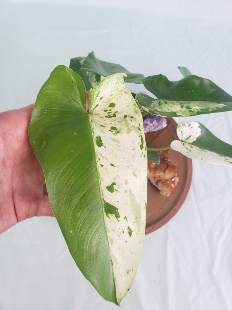 Philodendron Ilsemanii, Exact Plant Variegated image 3