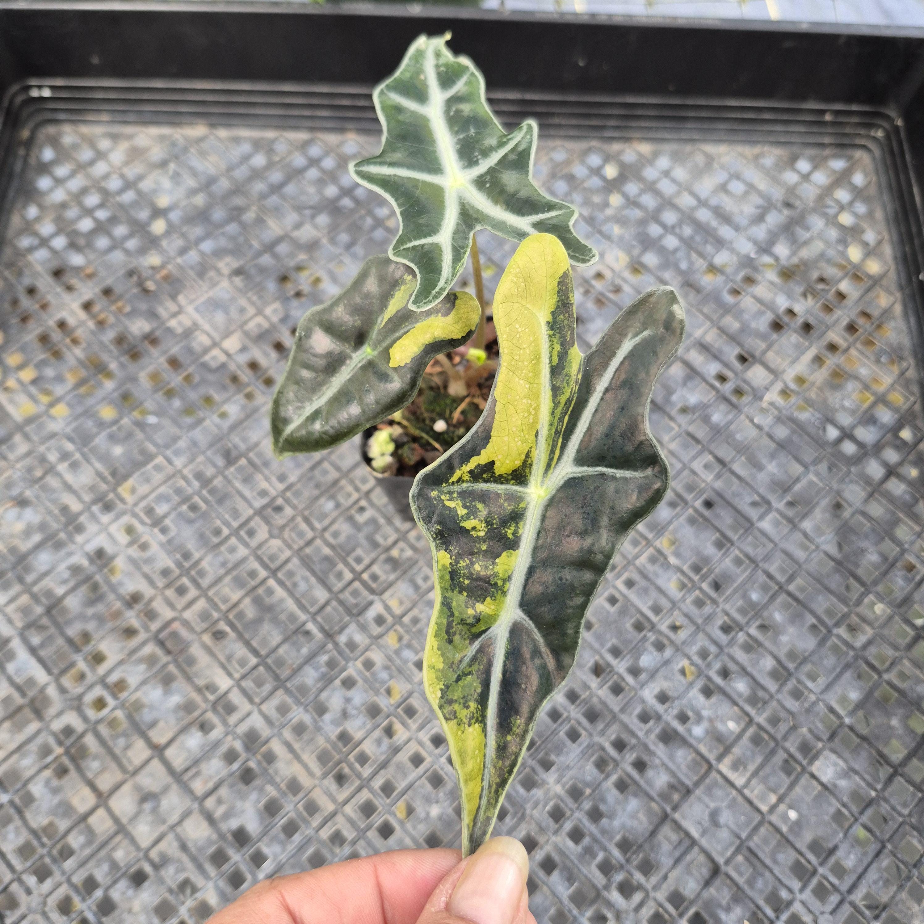 Alocasia Sanderiana 'Nobilis' Aurea, Exact Plant Ships Nationwide