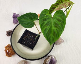 Philodendron Verrucosum 4" pot, Fedex 2day*