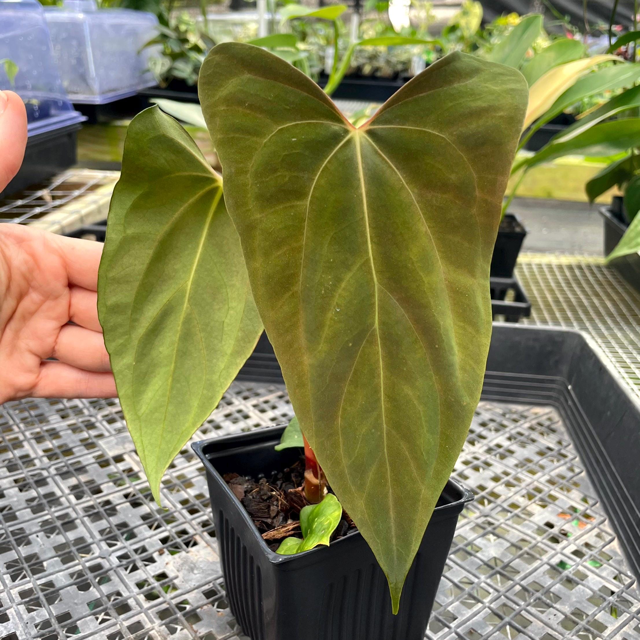 Anthurium Ralph Lynam - Etsy