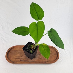 May include: A small green philodendron plant with heart-shaped leaves potted in a black square plastic container, resting on an oval-shaped wooden tray. The plant features several vibrant green leaves extending outward from a central stem.