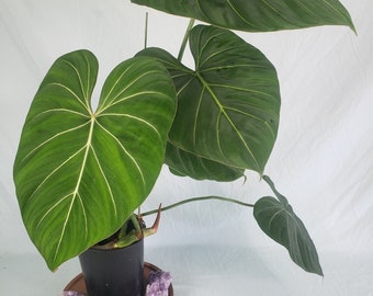 Philodendron Gloriosum, Dark Form, Exact Plant XL, ships nationwide