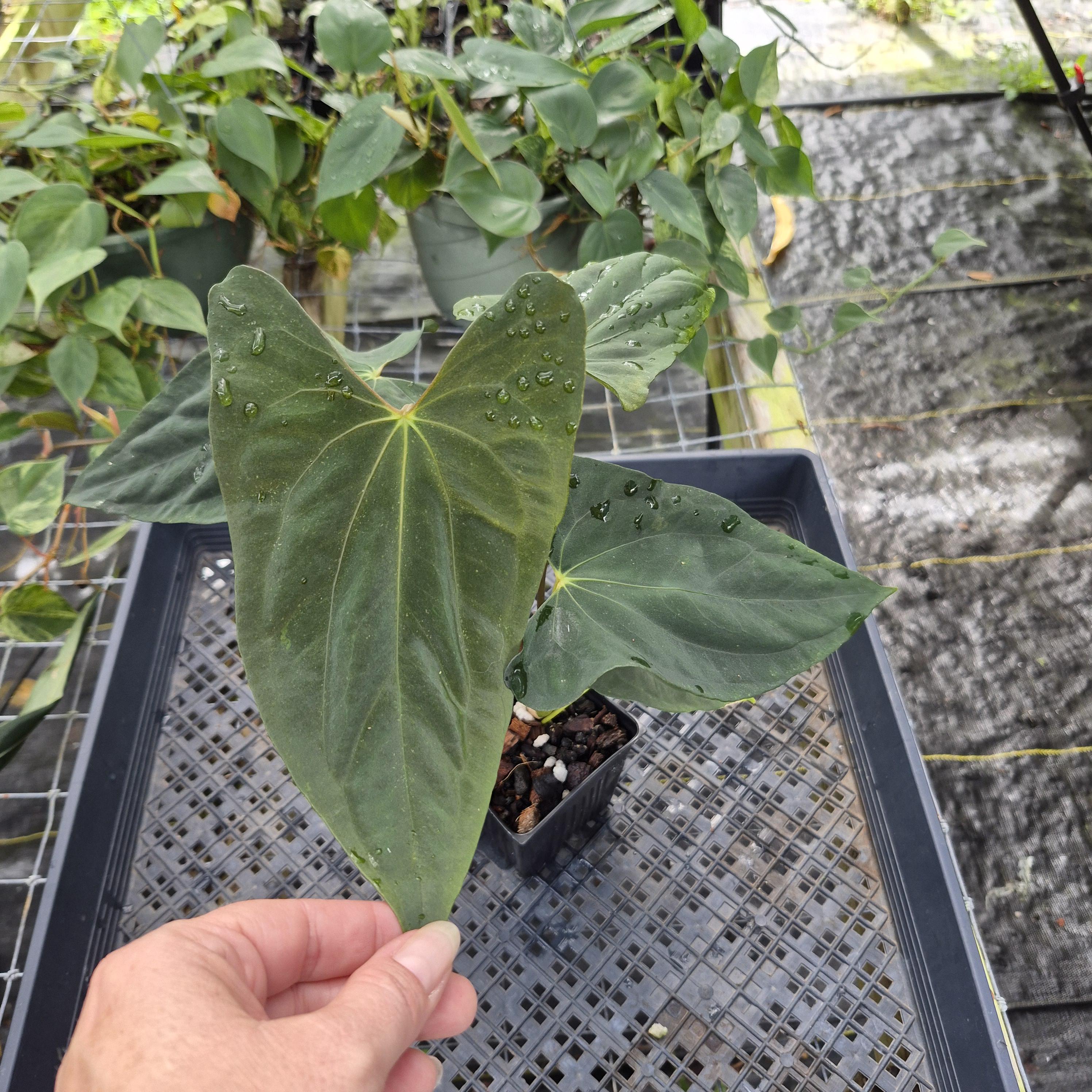 Anthurium Papillilaminum X Fort Sherman - Etsy