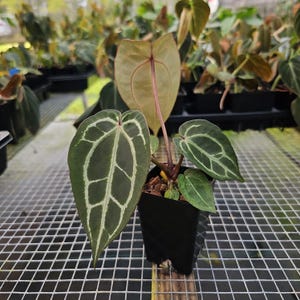 Anthurium Red Crystallinum Doc Block, maceta de 2.5", envío por Fedex en 2 días*. imagen 2