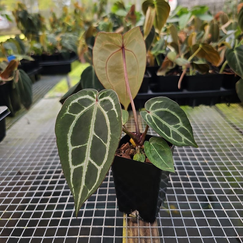 Anthurium Red Crystallinum Doc Block, maceta de 2.5", envío por Fedex en 2 días*. imagen 2