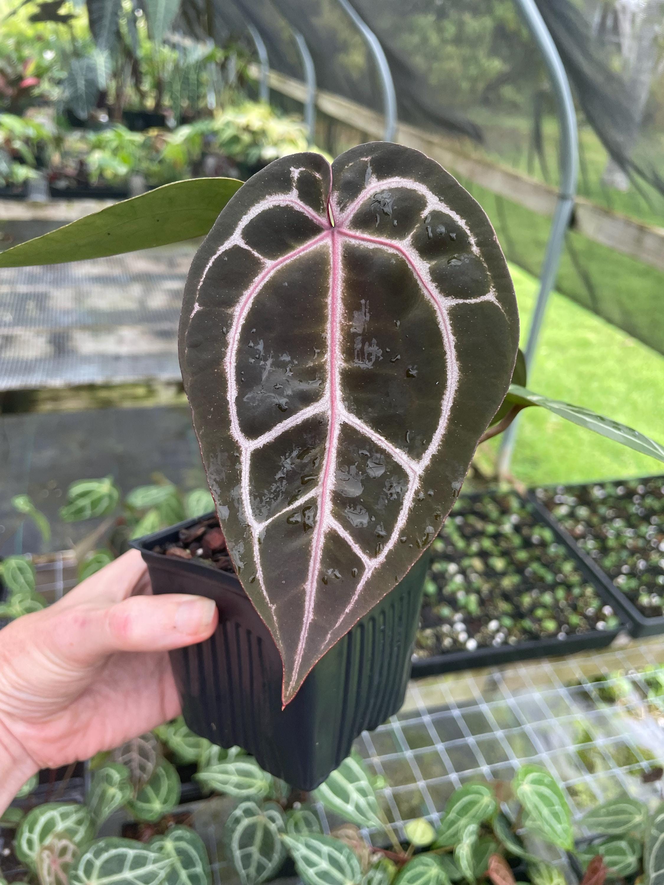 Red Crystallinum - Etsy