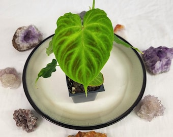 Philodendron Verrucosum 2.5" pot, Fedex 2day*