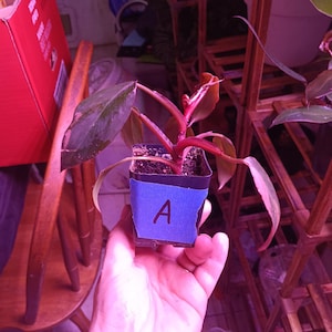 Pink princess philodendron