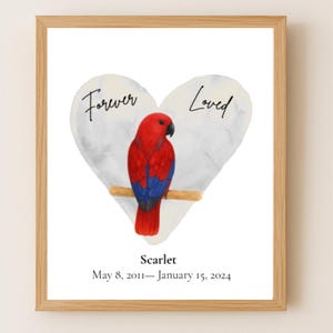 Stampa commemorativa di un pappagallo eclettico, ricordo della perdita di un uccello femmina, stampabile e personalizzata, ricordo della perdita di un animale domestico, arte murale personalizzata per il ricordo del pappagallo.