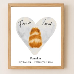 Stampabile in memoria di una cavia abissina, arancione e bianca, con nome personalizzato per la perdita di un animale domestico, download immediato