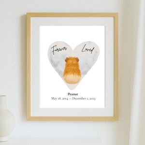 Stampabile in memoria di un porcellino d'India abissino, arte commemorativa per la perdita di un animale domestico, nome personalizzato, regalo di ricordo per sempre amato, cuore, download immediato