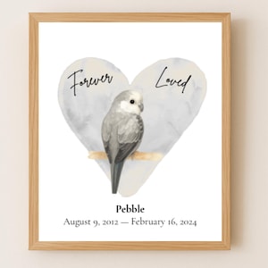 Regalo commemorativo personalizzato per parrocchetto grigio, idea regalo per la perdita di un animale domestico, stampabile, ricordo di condoglianze per il parrocchetto.